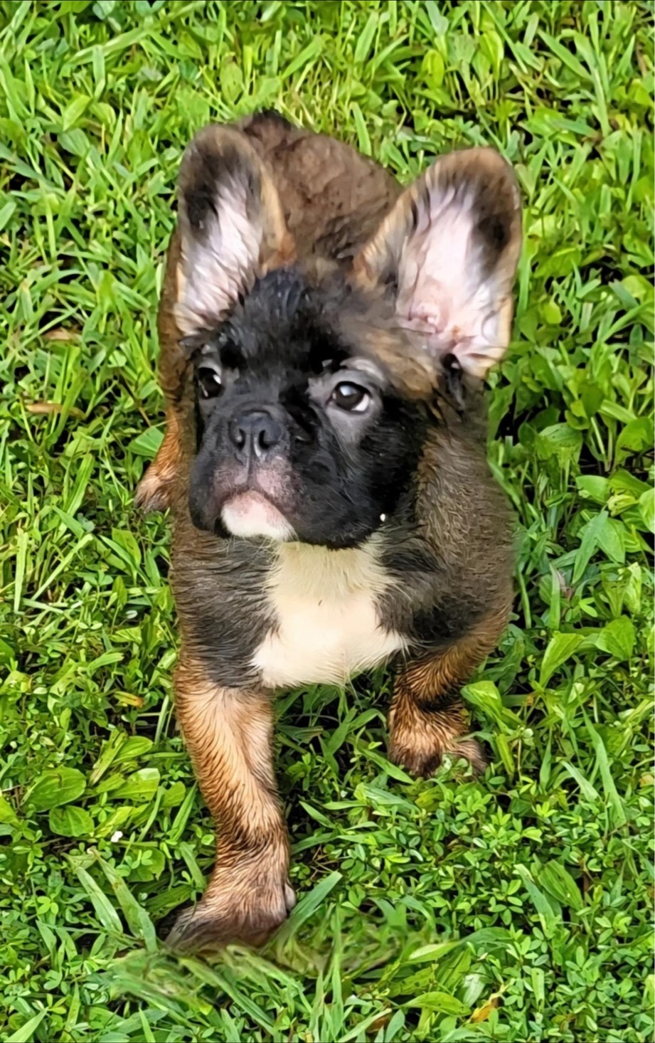 Cali — masked sable fluffy French Bulldog dam standing in green grass, warm brown eyes, damp coat from swimming