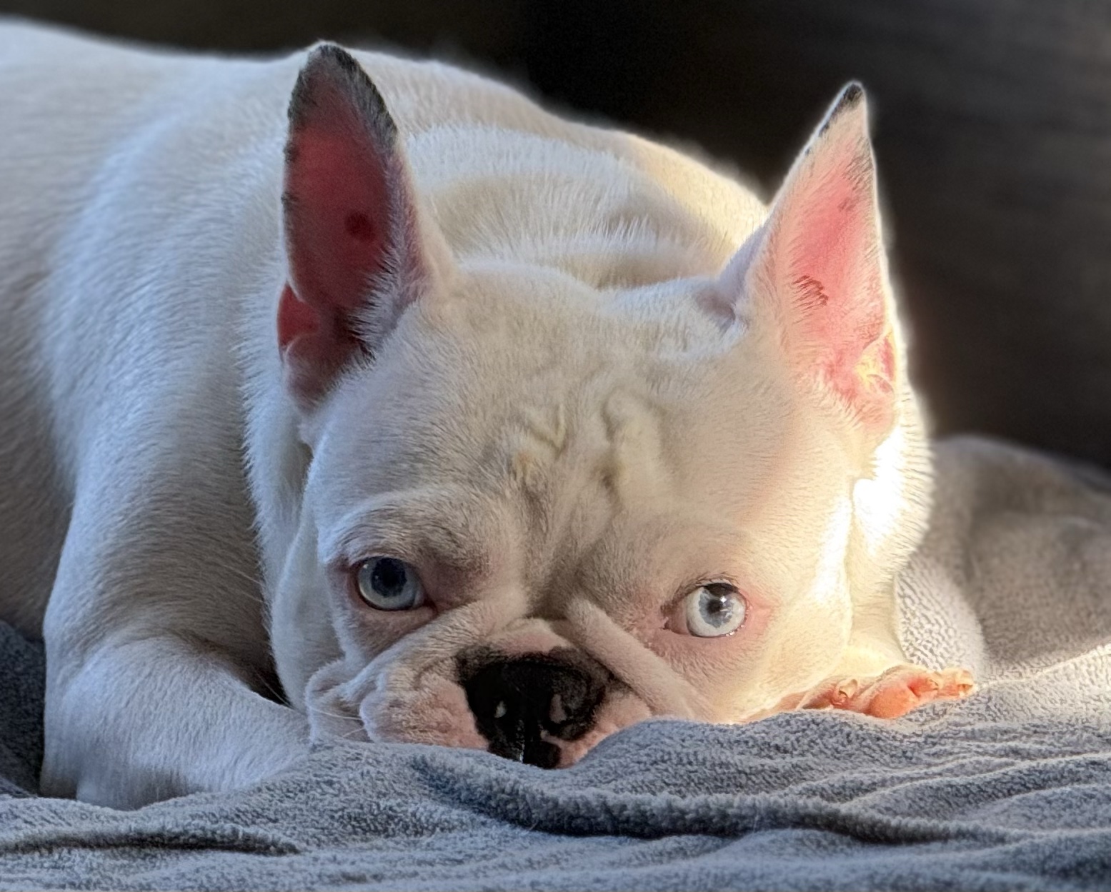 Crystabel resting in golden afternoon light, showing her pale blue eyes and merle markings