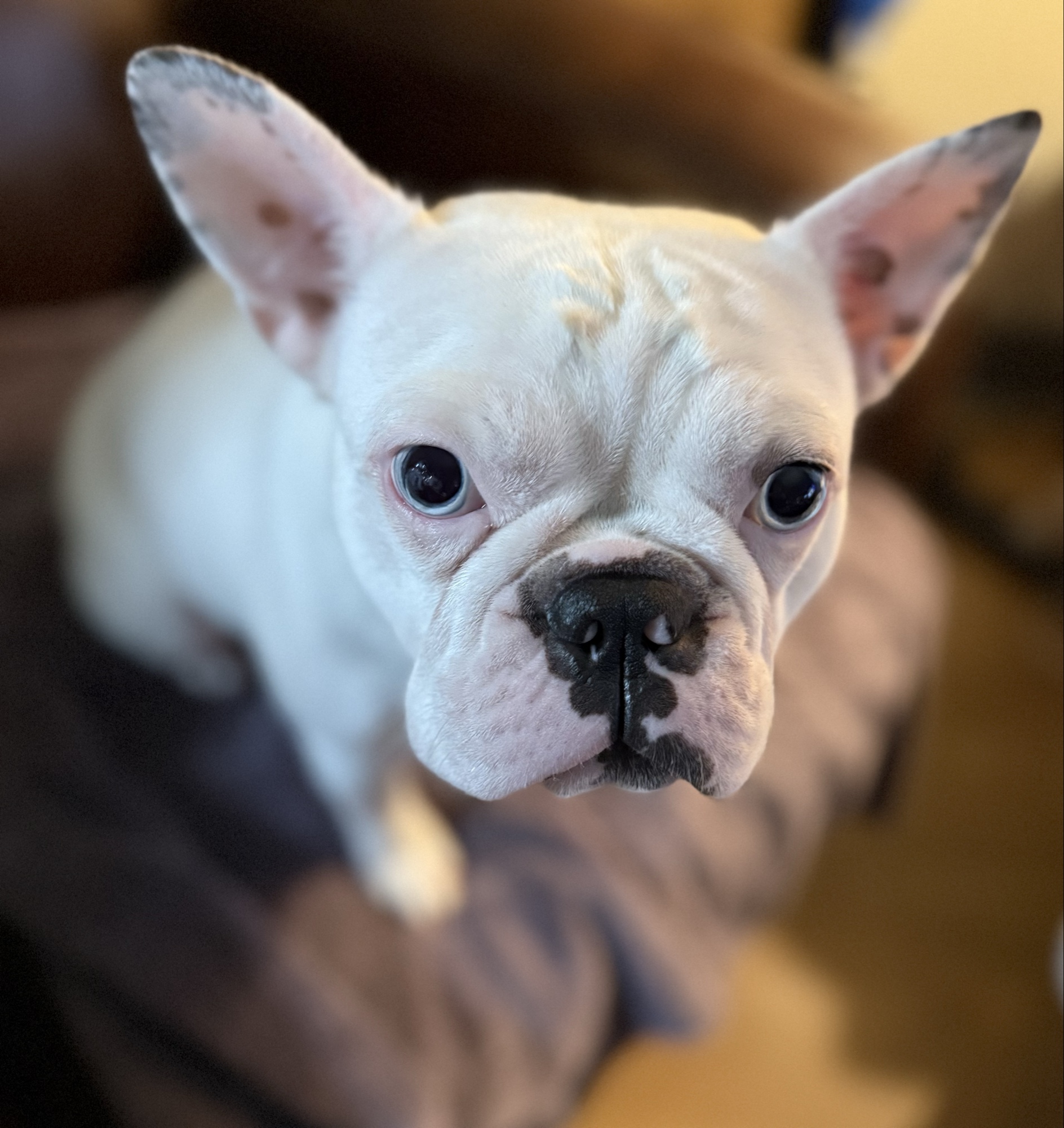 Crystabel — Black Merle Extreme Pied Frenchton dam, mostly white with pale blue eyes and merle patches on her head and ears