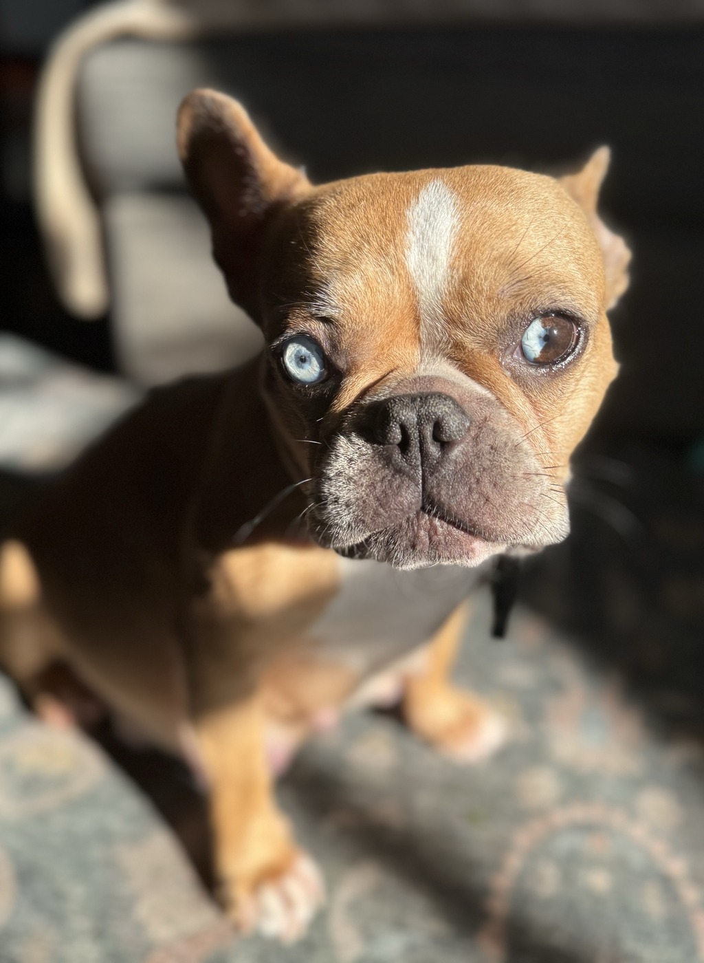 Fae — close-up showing her heterochromia, one blue eye and one amber eye