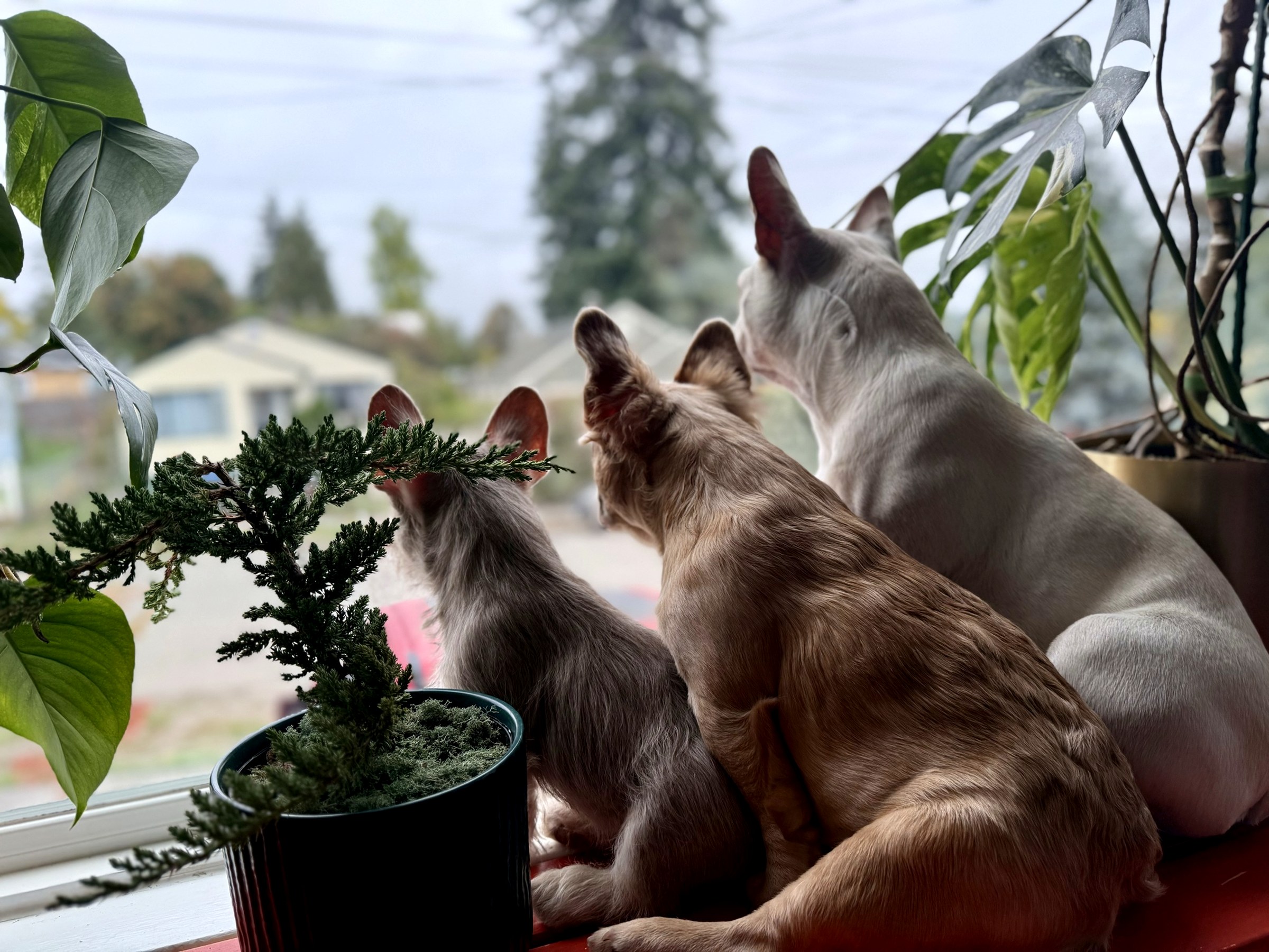 Three of the Maison de Brume pack watching the Puget Sound morning fog roll in