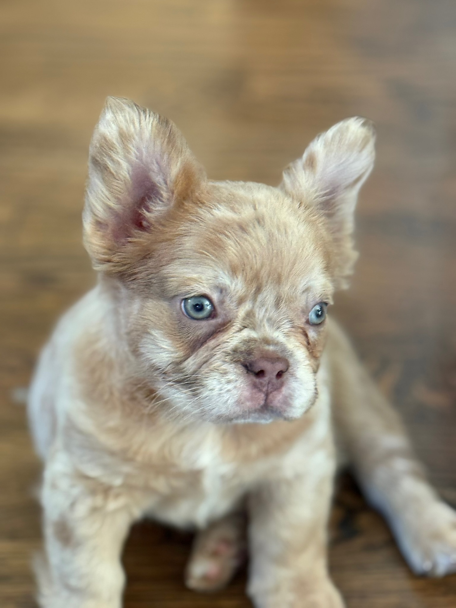 Isabel as a puppy — fluffy rojo merle coat, both blue eyes clear and bright