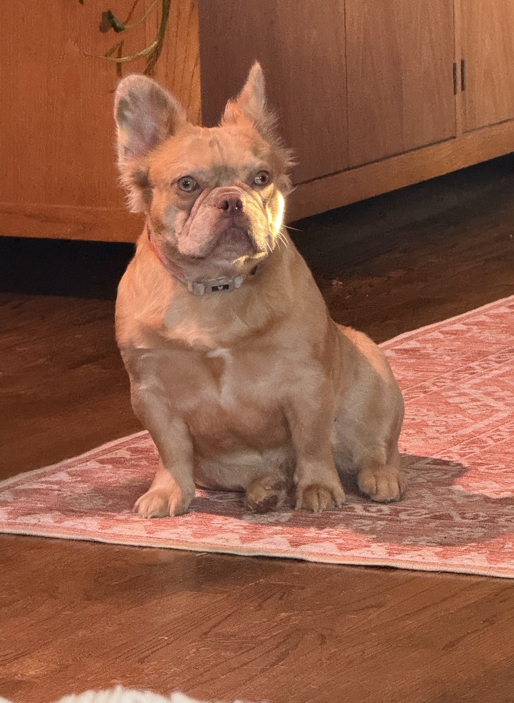 Isabel — New Shade Rojo Merle Fluffy French Bulldog dam with warm cinnamon coat and feathered ears