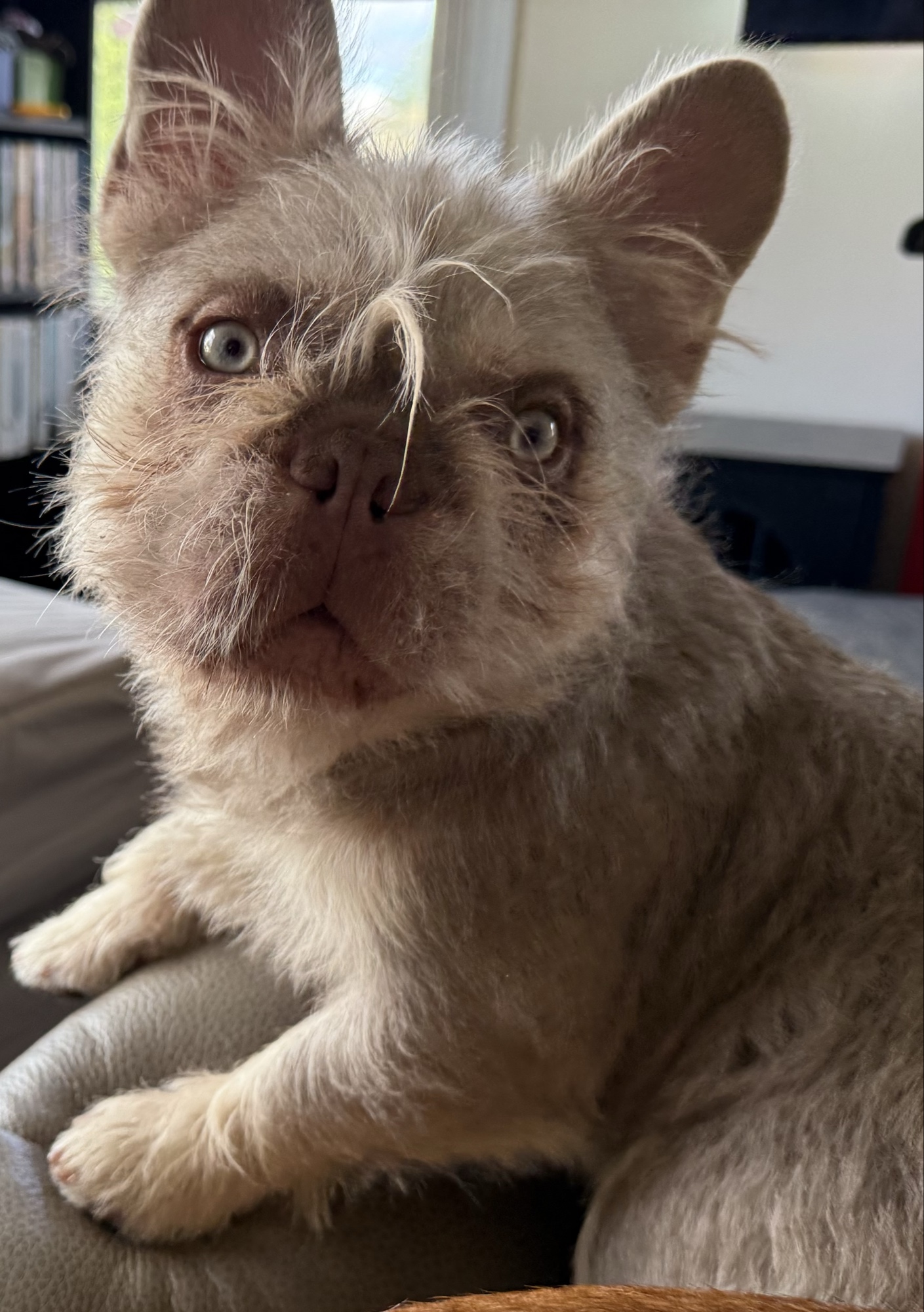 Mouse — visual Isabella lilac tan-point French Bulldog stud with silver-blue eyes