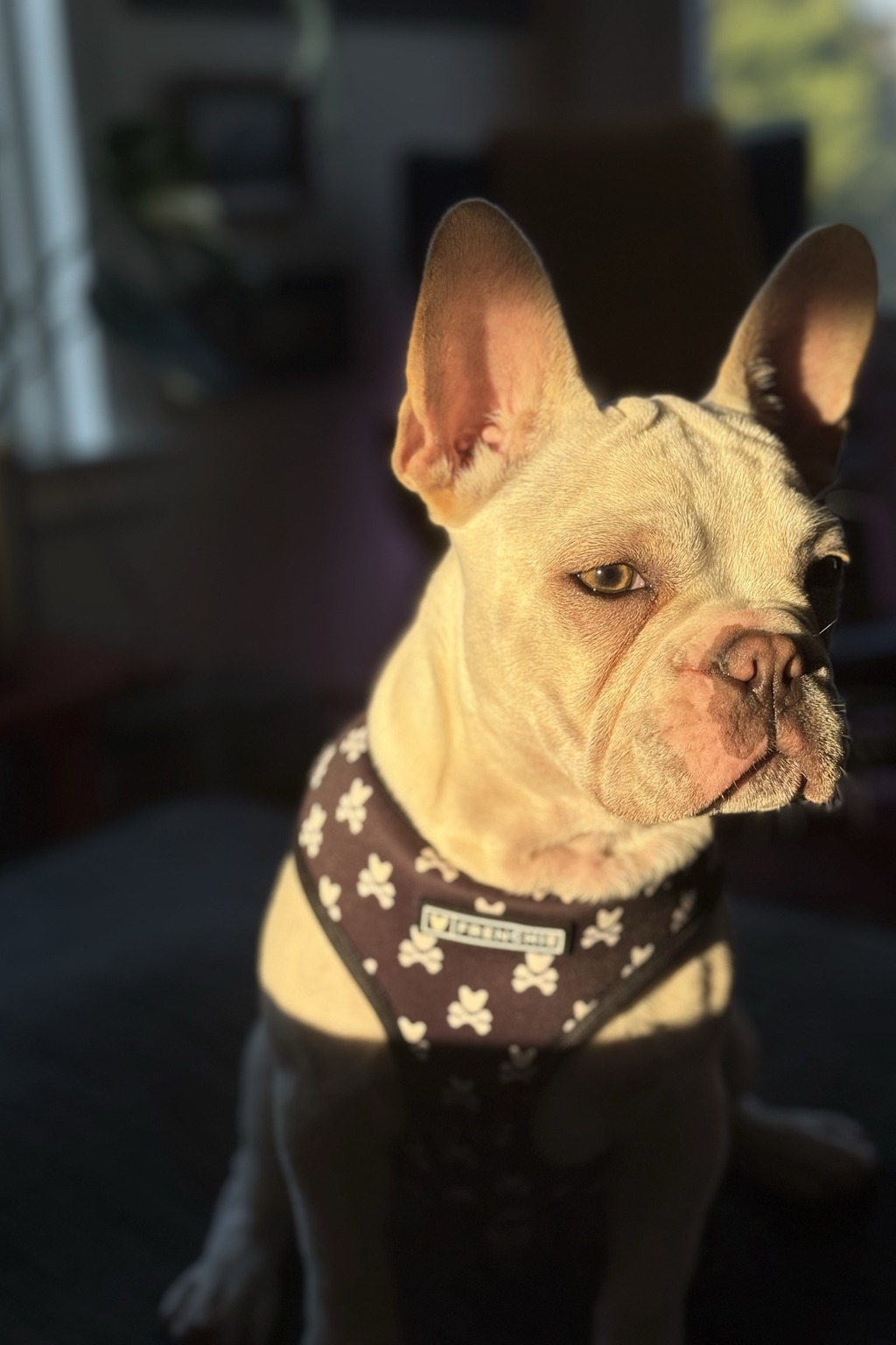 Picasso — cream Frenchton stud, golden hour portrait