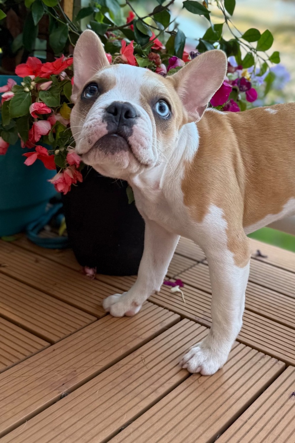 Arwen, a female fawn pied Frenchton puppy with blue eyes available now