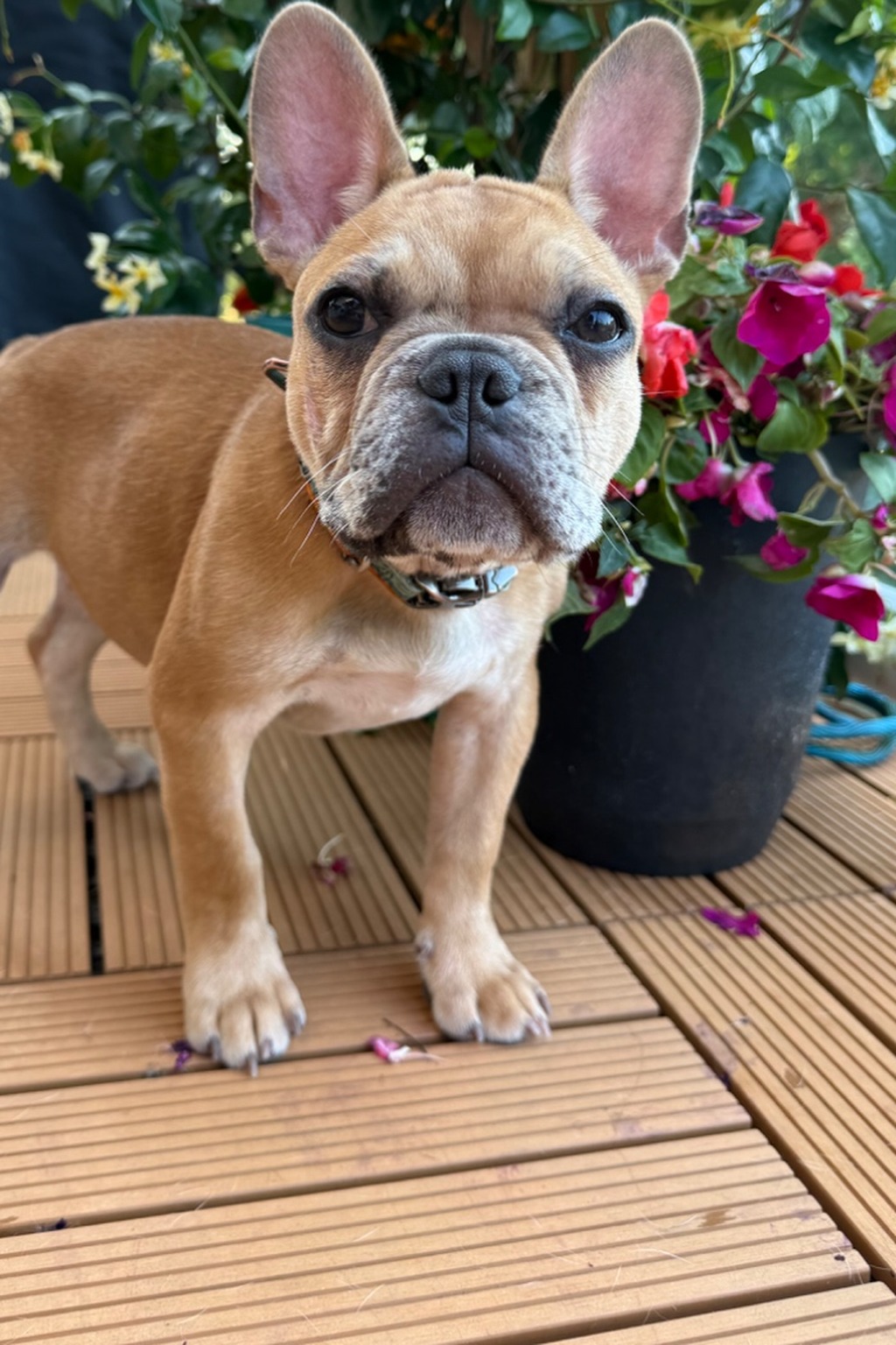 Fawn merle Frenchton puppy Glorfindel