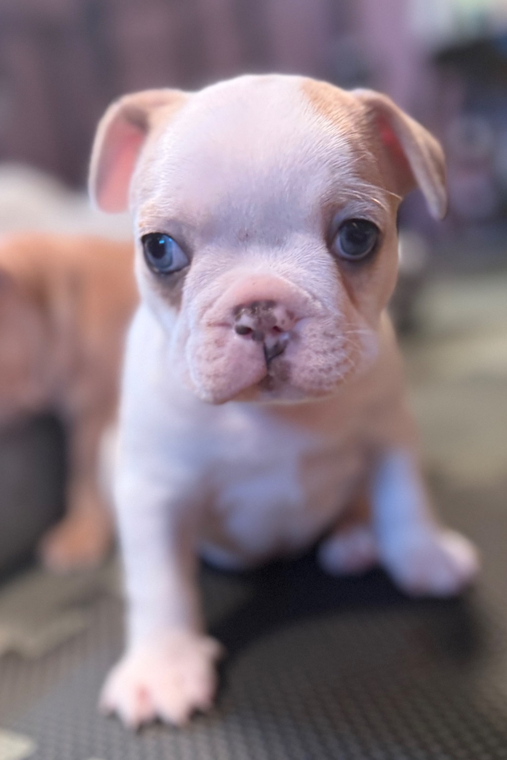 Elwing, a female blue fawn merle extreme pied Frenchton puppy with sapphire eyes